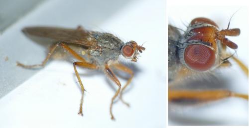 Scathophaga lutaria